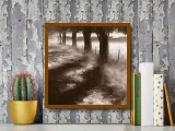 trees-along-path-robert-ford-plakat-obraz-50x50cm-liczba-sztuk-1