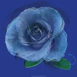 blue-rose-jan-lens-plakat-obraz-50x50cm