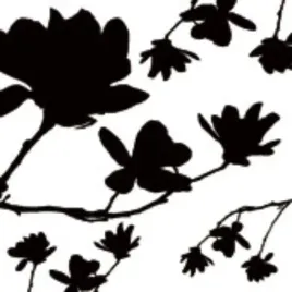 magnolia-silhouette-aukya-plakat-obraz-50x50cm