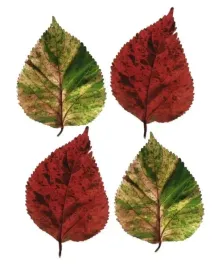 four-leaves-i-tasmin-phoenix-plakat-obraz-40x50cm