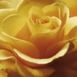 yellow-rose-anna-scott-plakat-obraz-50x50cm