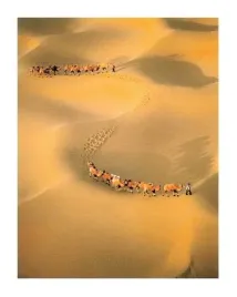 desert-caravan-george-steinmetz-plakat-obraz-40x50cm