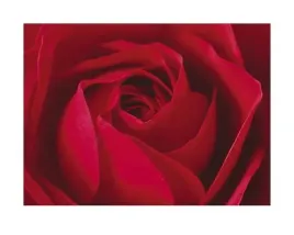 l-important-c-est-la-rose-prisma-plakat-obraz-50x40cm