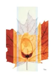 seasons-iv-thomas-weisenberger-plakat-obraz-45x65cm