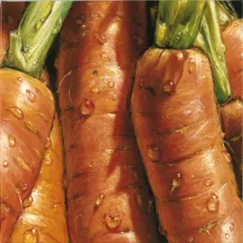carrots-almach-plakat-obraz-50x50cm