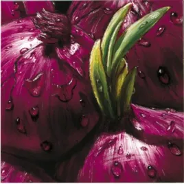 onions-almach-plakat-obraz-50x50cm