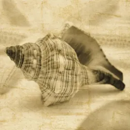 conch-john-seba-plakat-obraz-50x50cm