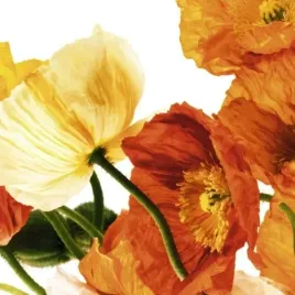 poppies-iii-richard-weinstein-plakat-obraz-50x50cm