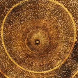 arboreal-rings-i-laurent-pinsard-plakat-obraz-50x50cm