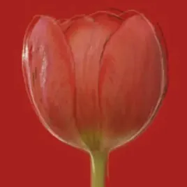 red-tulip-jan-lens-plakat-obraz-50x50cm