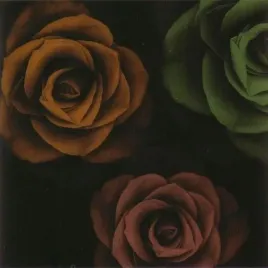 rose-trio-i-jan-lens-plakat-obraz-50x50cm