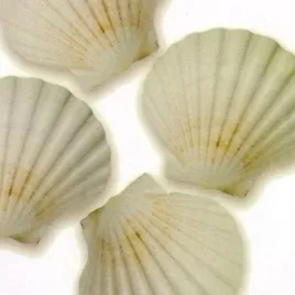 shells-ii-jan-lens-plakat-obraz-50x50cm