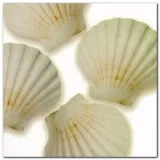 shells-ii-jan-lens-plakat-obraz-50x50cm-stan-nowy