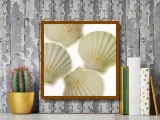shells-ii-jan-lens-plakat-obraz-50x50cm-liczba-sztuk-1
