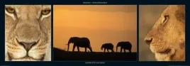 elephants-and-lions-michel-and-christine-denis-huot-plakat-obraz-95x33cm