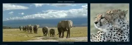 elephants-and-cheetah-michel-and-christine-denis-huot-plakat-obraz-95x33cm