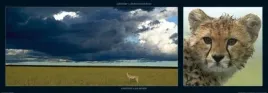 cheetah-and-storm-michel-and-christine-denis-huot-plakat-obraz-95x33cm