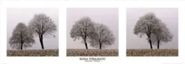 froozen-trees-ilona-wellmann-plakat-obraz-95x33cm