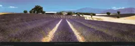 lavender-provance-france-koji-yamashita-plakat-obraz-95x33cm