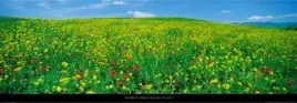 field-in-bloom-tuscany-lee-frost-plakat-obraz-95x33cm