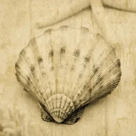 scallop-john-seba-plakat-obraz-50x50cm