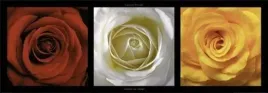 coeurs-de-roses-laurent-pinsard-plakat-obraz-95x33cm
