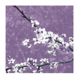 blossom-in-lilac-gail-mc-kenzie-plakat-obraz-50x50cm
