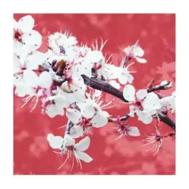 blossom-in-pink-gail-mc-kenzie-plakat-obraz-50x50cm