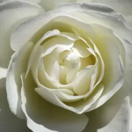 white-rose-laurent-pinsard-plakat-obraz-50x50cm