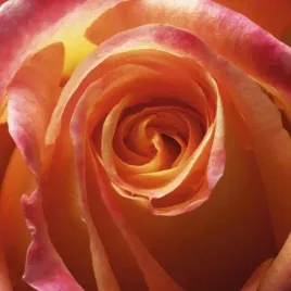orange-rose-laurent-pinsard-plakat-obraz-50x50cm
