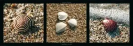 coquillages-sur-sable-laurent-pinsard-plakat-obraz-95x33cm