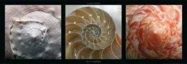 spires-de-coquillages-laurent-pinsard-plakat-obraz-95x33cm