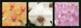 orchidees-laurent-pinsard-plakat-obraz-95x33cm