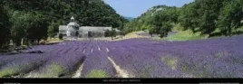 sault-provence-paul-franklin-plakat-obraz-95x33cm