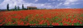 tuscany-field-of-poppies-tom-mackie-plakat-obraz-95x33cm
