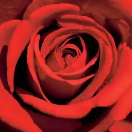 red-rose-laurent-pinsard-plakat-obraz-50x50cm