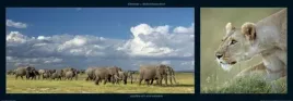 elephants-and-lioness-michel-and-christine-denis-huot-plakat-obraz-95x33cm