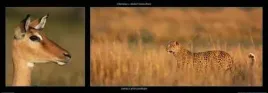 impala-and-leopard-michel-and-christine-denis-huot-plakat-obraz-95x33cm