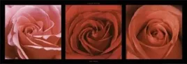red-roses-laurent-pinsard-plakat-obraz-95x33cm