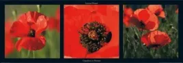 coquelicots-en-provence-laurent-pinsard-plakat-obraz-95x33cm