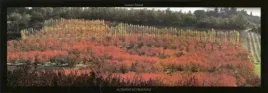 automne-en-provence-laurent-pinsard-plakat-obraz-95x33cm