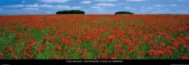 cotswolds-field-of-poppies-tom-mackie-plakat-obraz-95x33cm