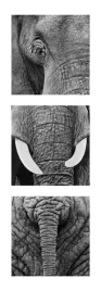 elephants-rocco-sette-plakat-obraz-33x95cm