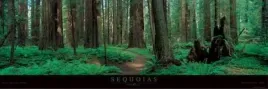 sequoias-alain-thomas-plakat-obraz-95x33cm