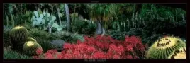 the-desert-garden-alain-le-toquin-plakat-obraz-95x33cm