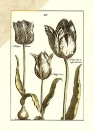 tulipa-xvi-anonim-plakat-obraz-50x70cm