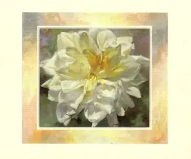 kwiat-willem-haenraets-plakat-obraz-60x50cm