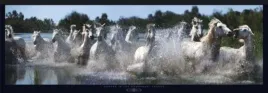 horses-in-the-camargu-france-steve-bloom-plakat-obraz-95x33cm