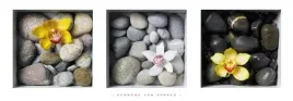flowers-and-stones-dave-brullmann-plakat-obraz-95x33cm