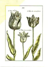 tulipa-xvii-anonim-plakat-obraz-50x70cm